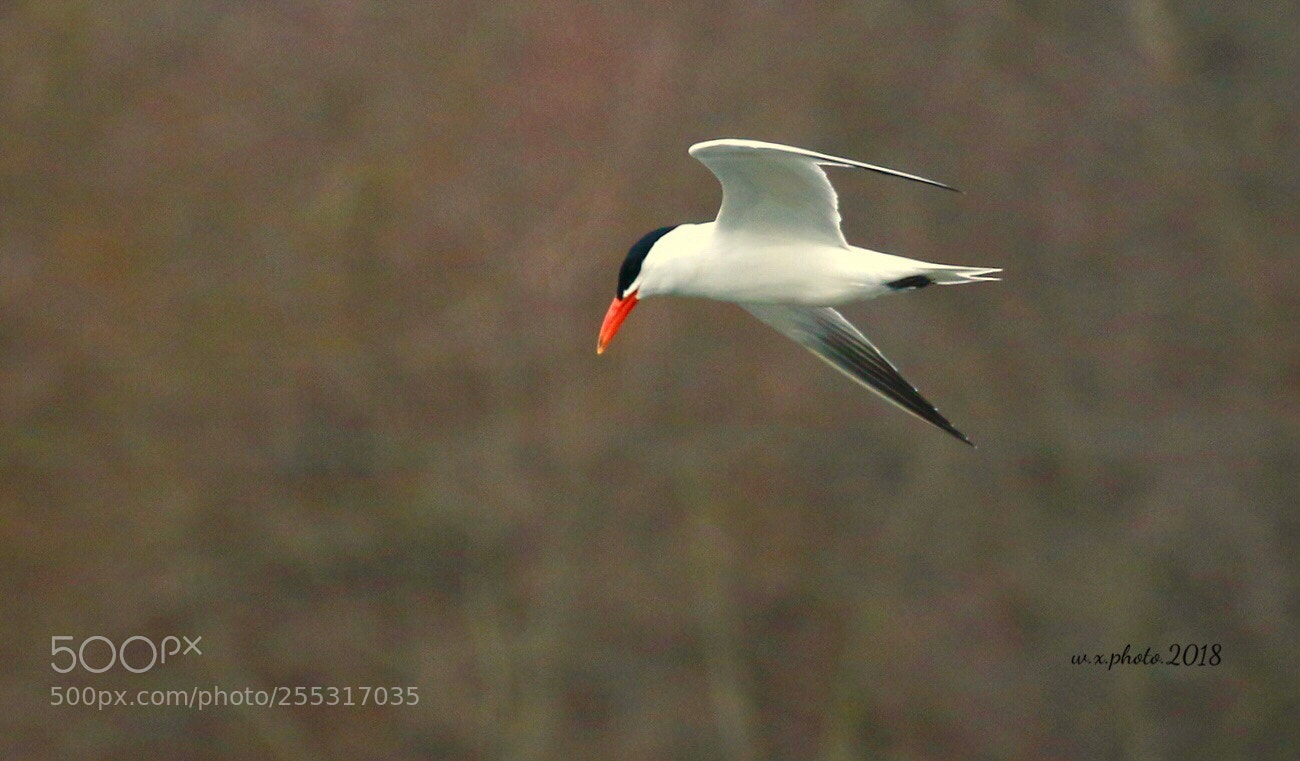Canon EOS 7D Mark II sample photo. Caspian tern  photography