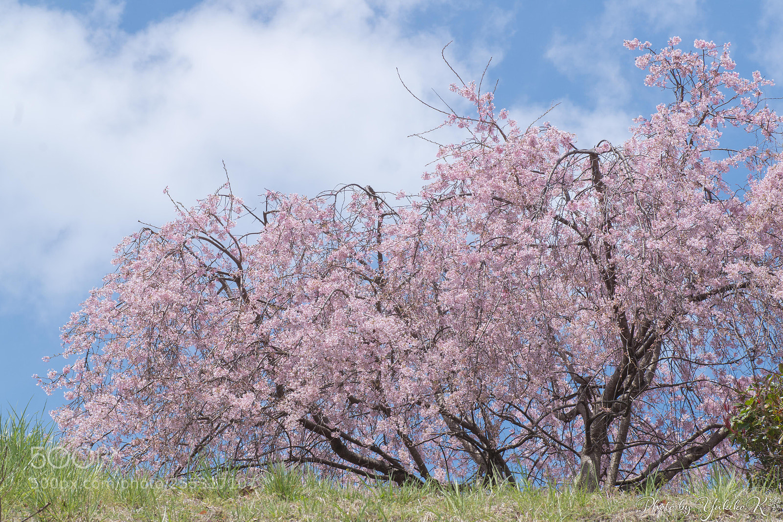 Pentax K-S2 sample photo. Cherry tree photography