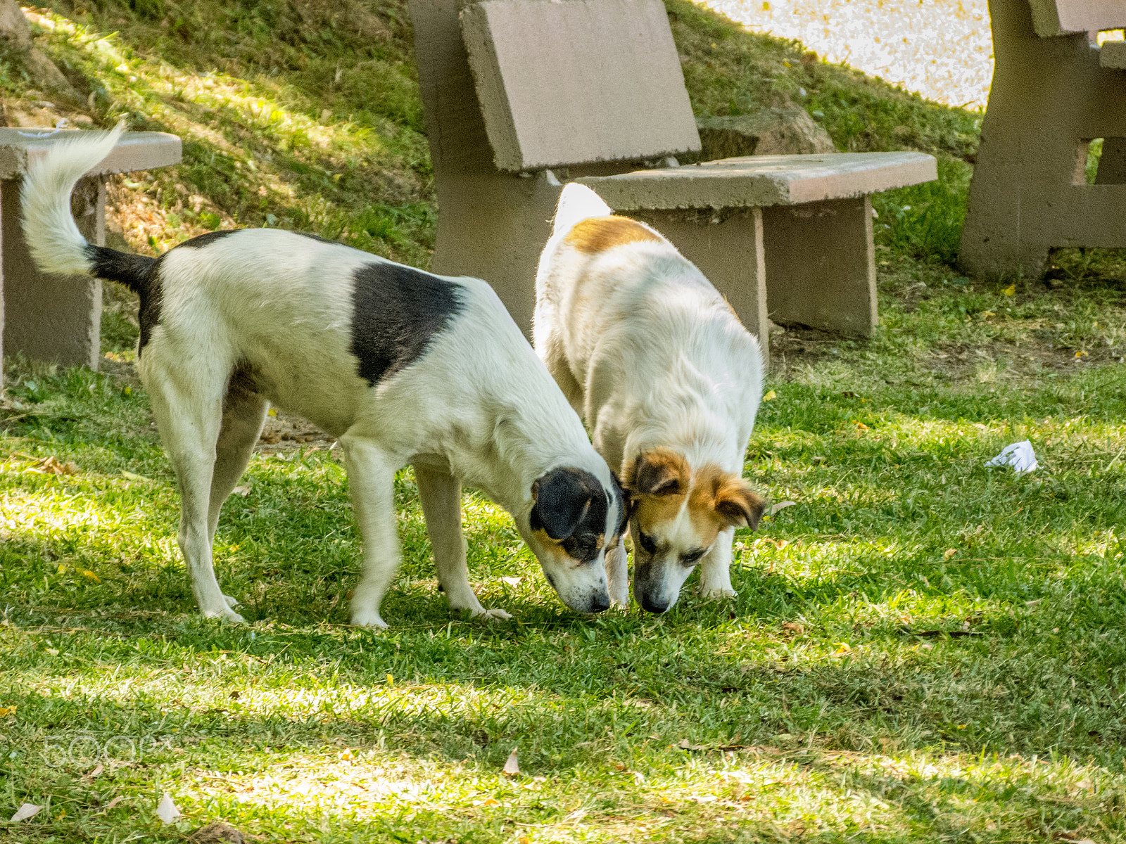 Panasonic Lumix DMC-FZ40 (Lumix DMC-FZ45) sample photo. Curious dogs in the park photography