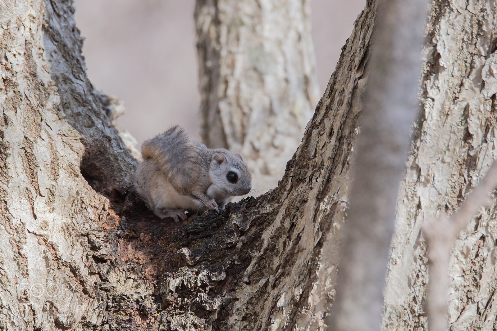 Nikon D5 sample photo. Flying squirrel photography