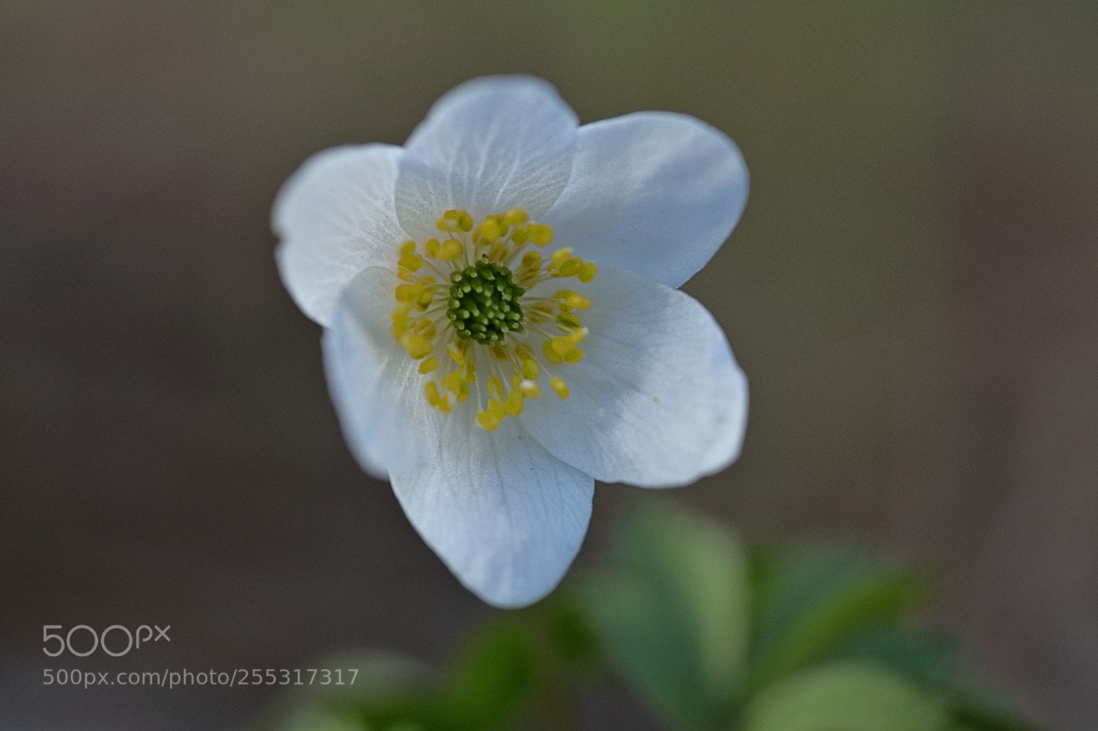 Canon EOS 80D sample photo. Anemone nemorosa photography