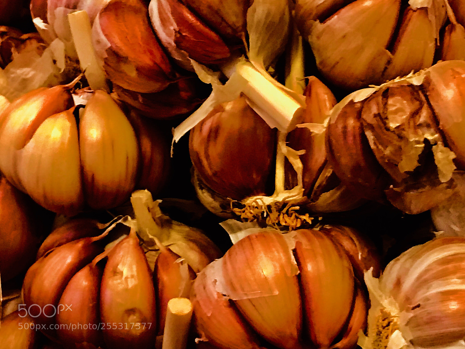 Apple iPhone 7 Plus sample photo. Garlic photography