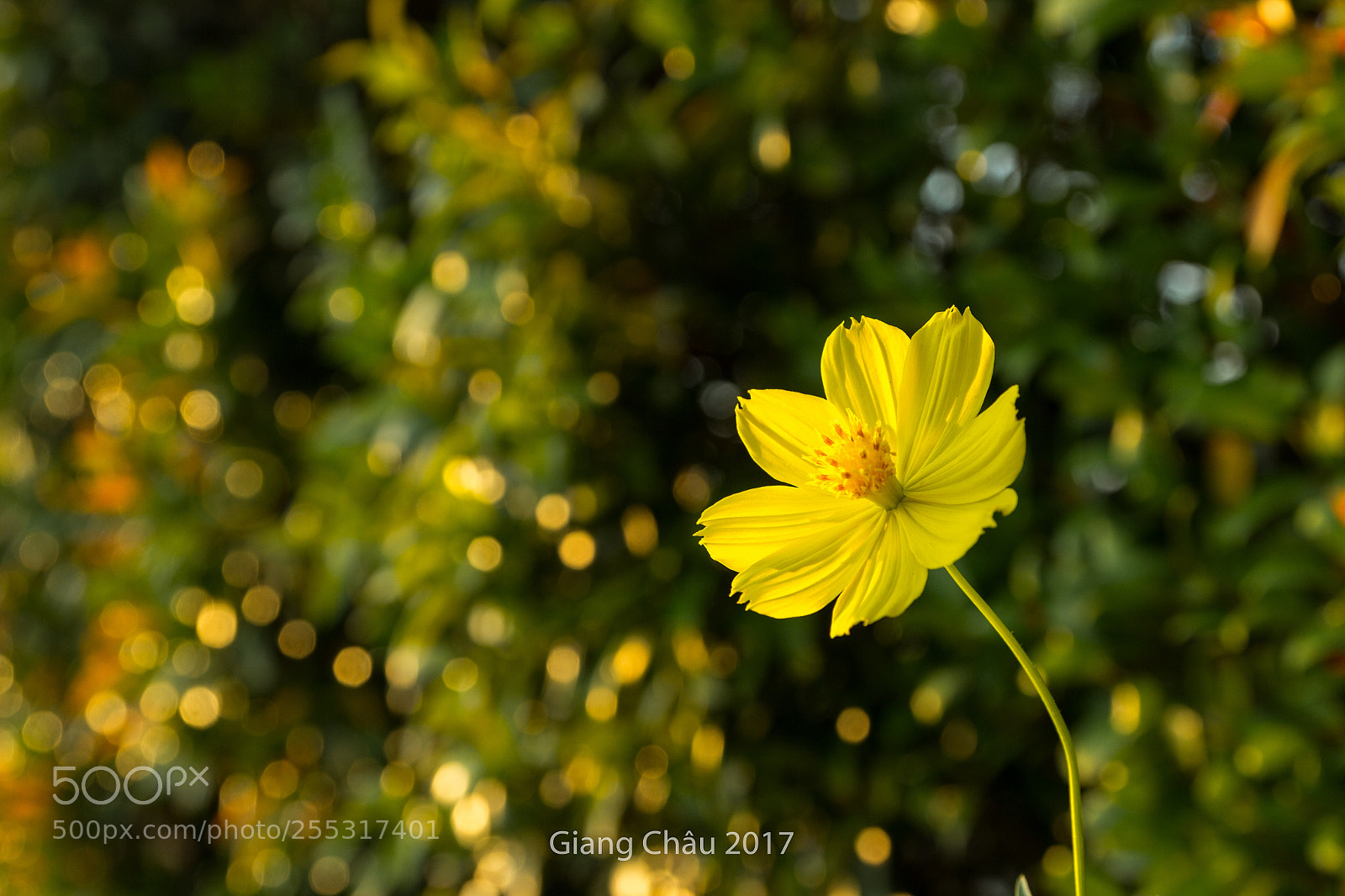 Canon EOS 60D sample photo. Bokeh photography