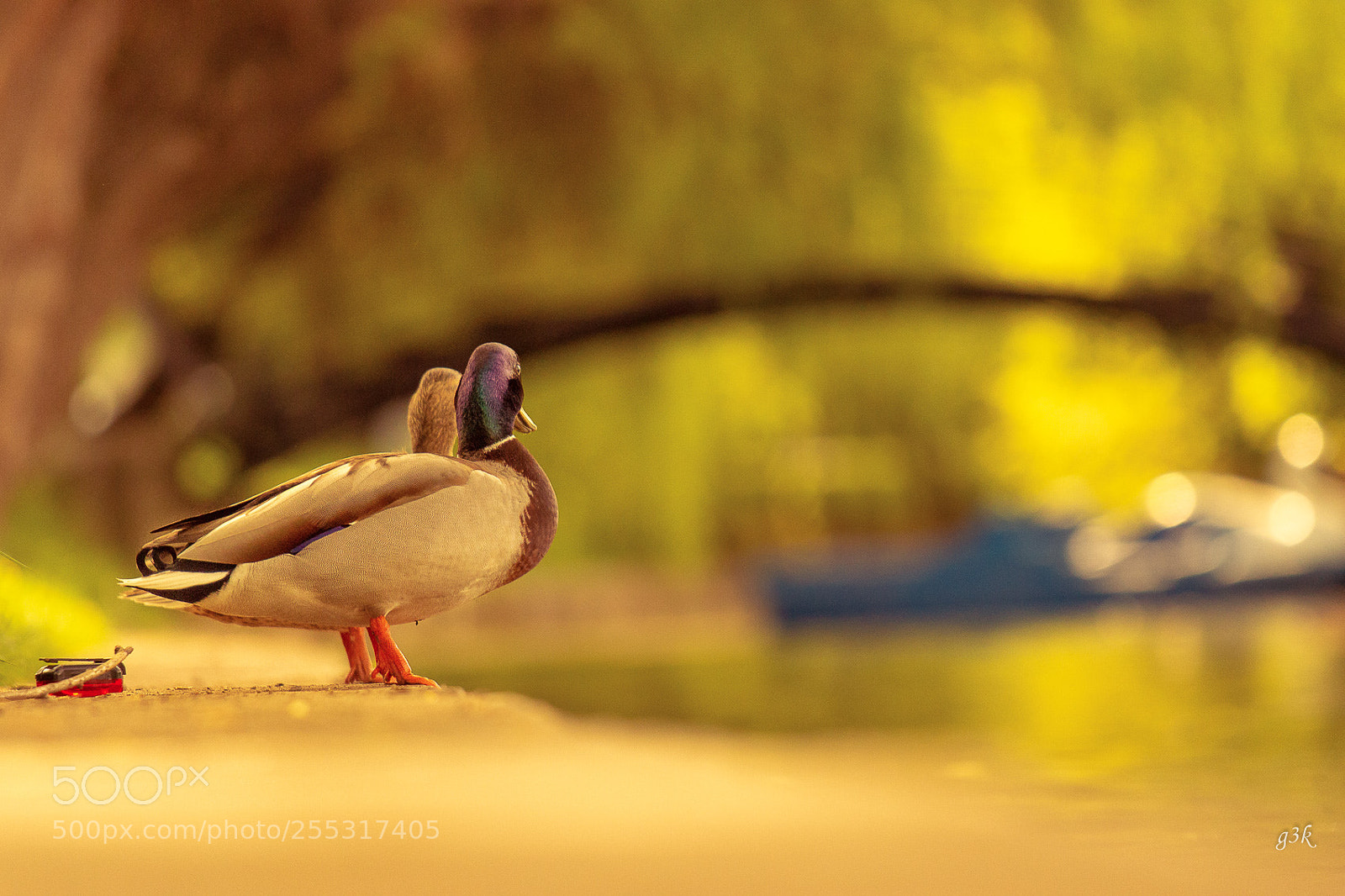 Canon EOS 600D (Rebel EOS T3i / EOS Kiss X5) sample photo. Ducks contemplating photography