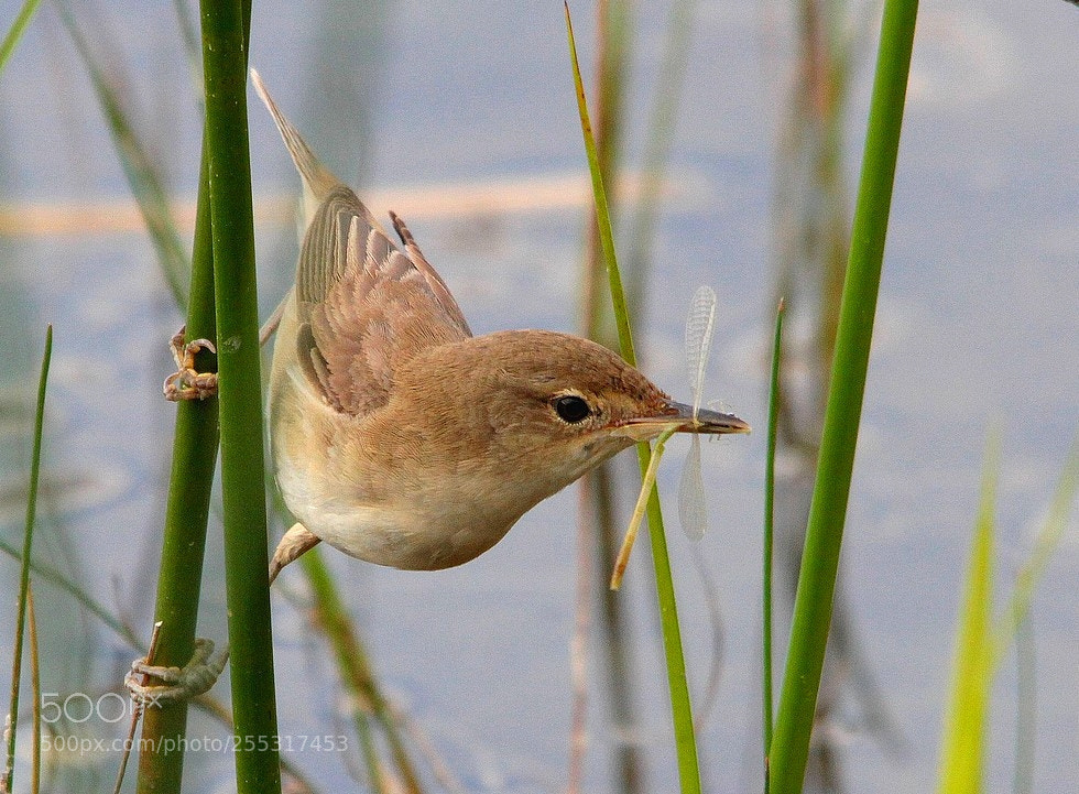 Canon EOS 7D sample photo. Rousserolle effarvatte acrocephalus scirpaceus photography