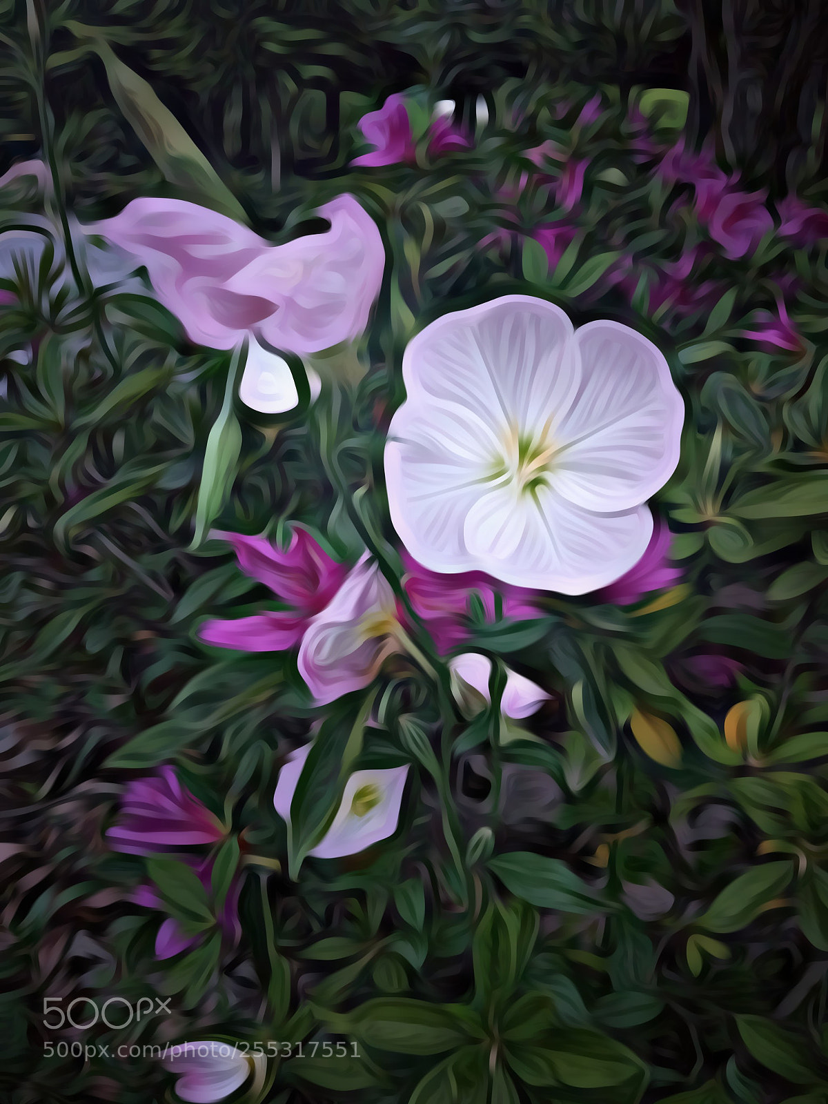 Xiaomi MI 5 sample photo. 《绽放》 photography