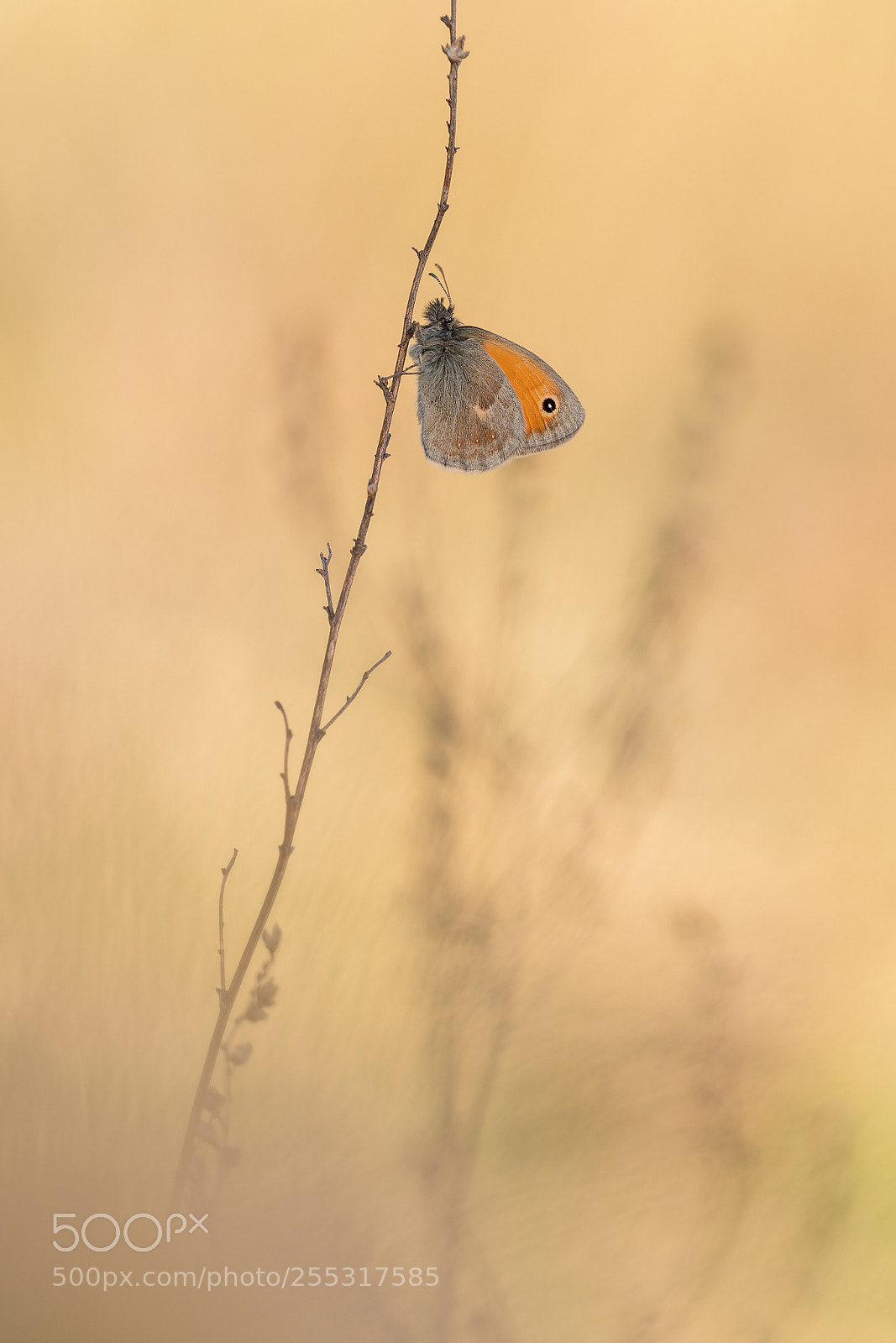 Nikon D500 sample photo. Coenonympha pamphilus photography