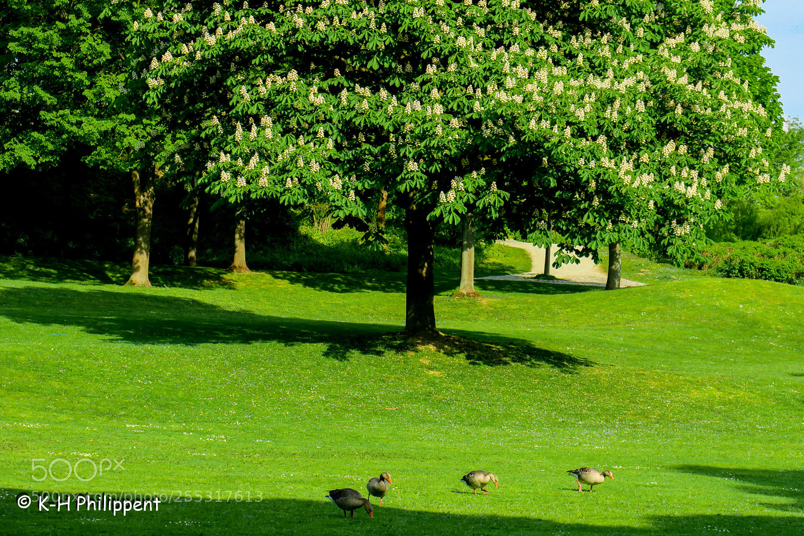 Canon PowerShot G3 X sample photo. Vellmar germany , ahnepark photography