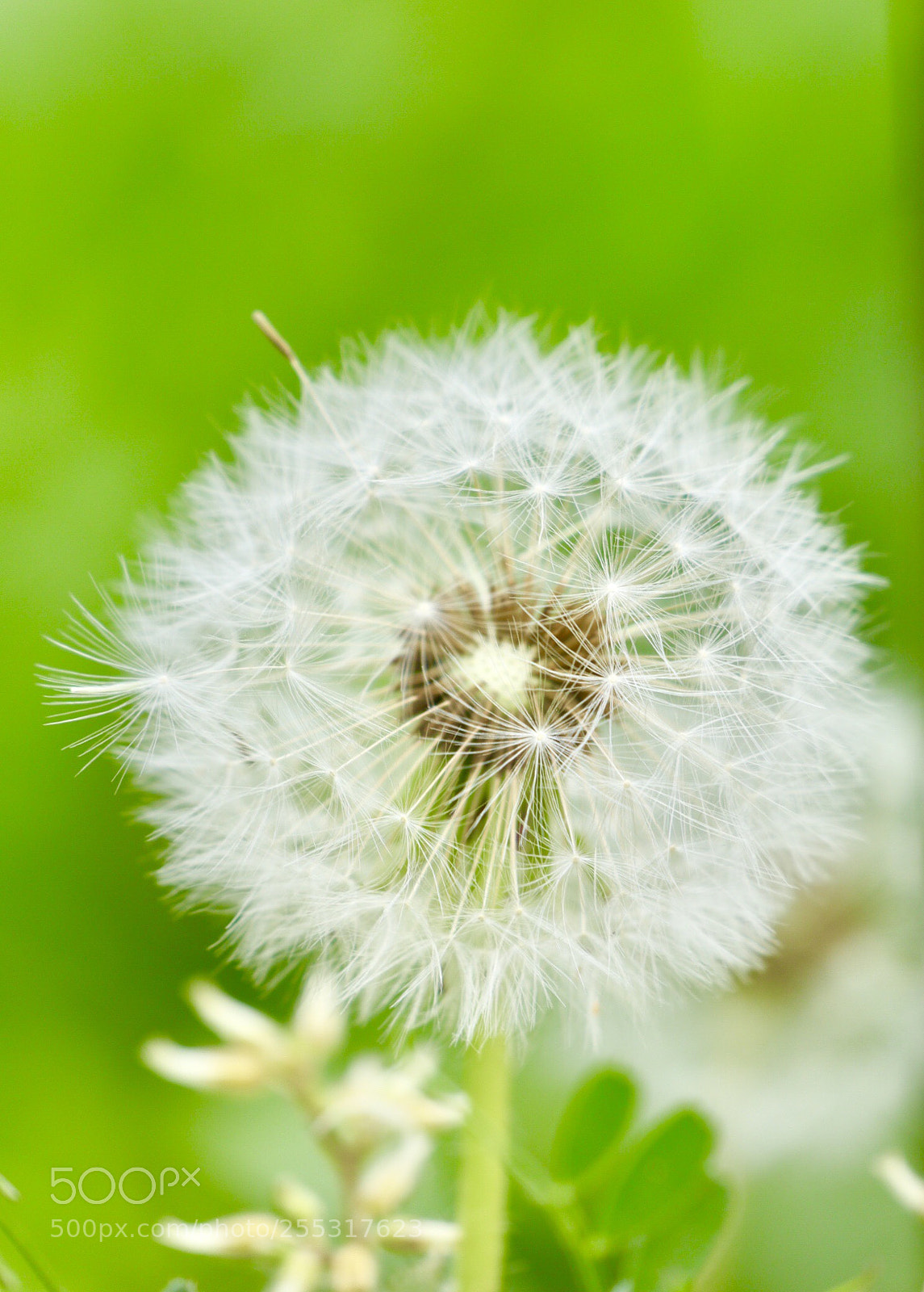 Canon EOS M5 sample photo. Green and fluff photography