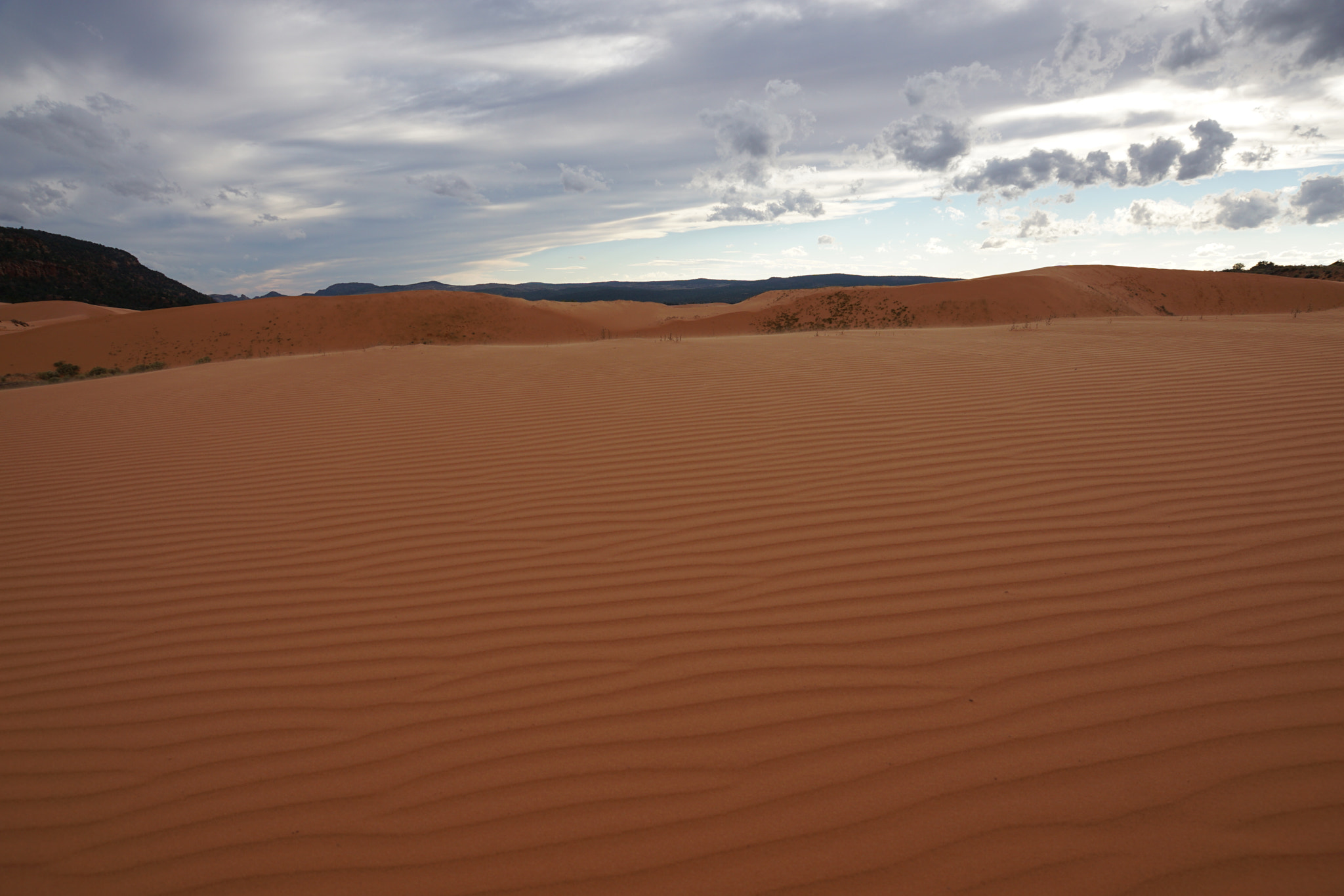 Sony ILCA-77M2 sample photo. Coral pink dunes,kanab photography
