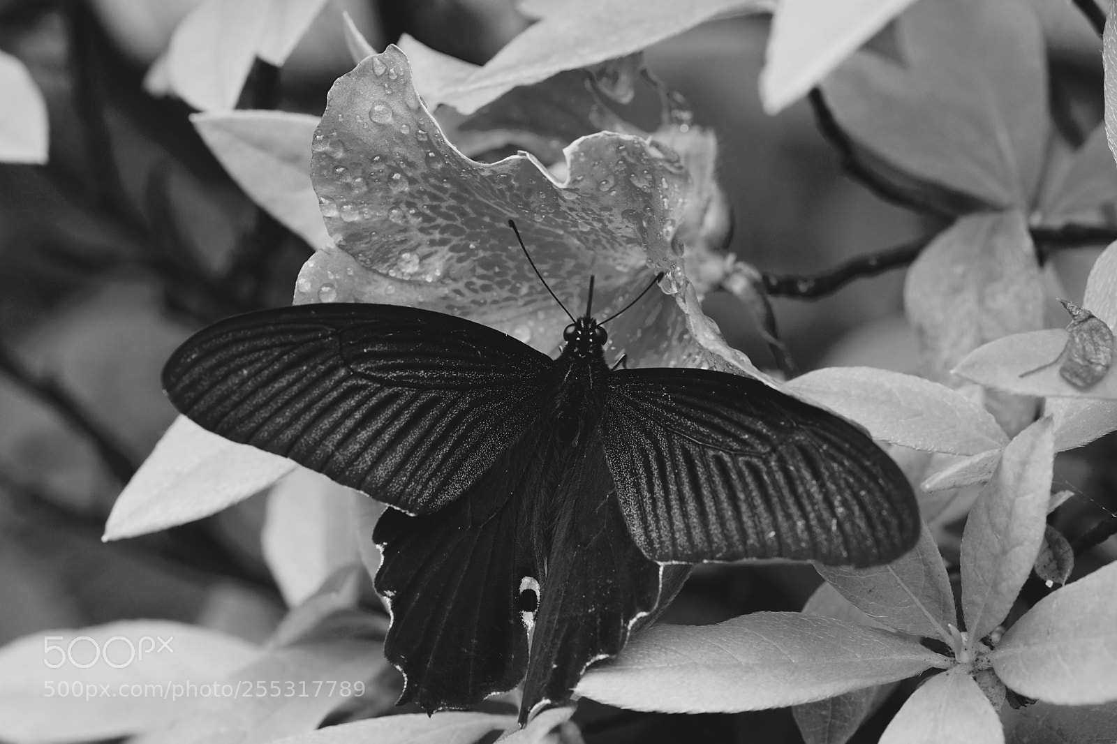 Sony a7 II sample photo. Butterfly photography