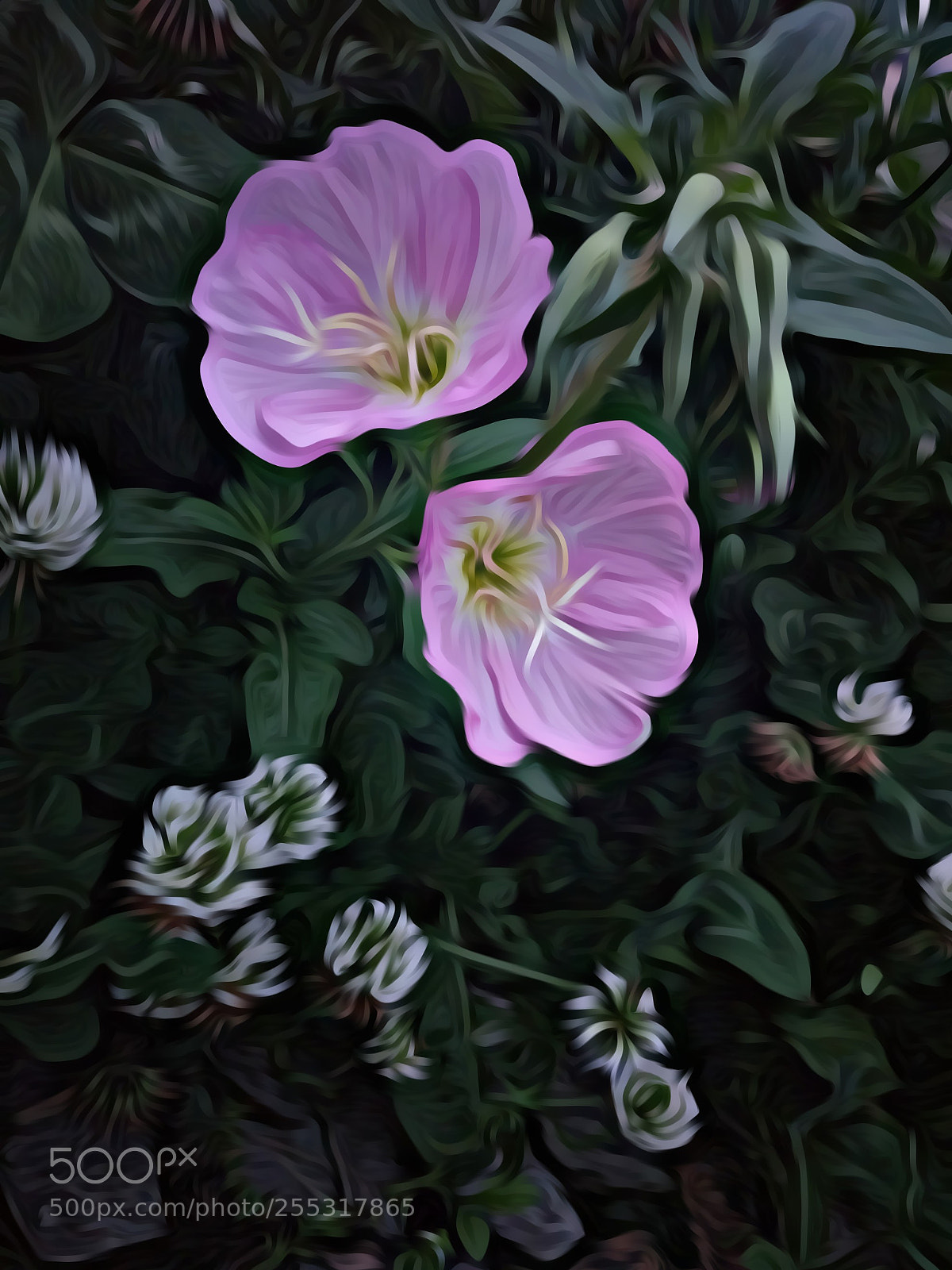 Xiaomi MI 5 sample photo. 《绽放》 photography