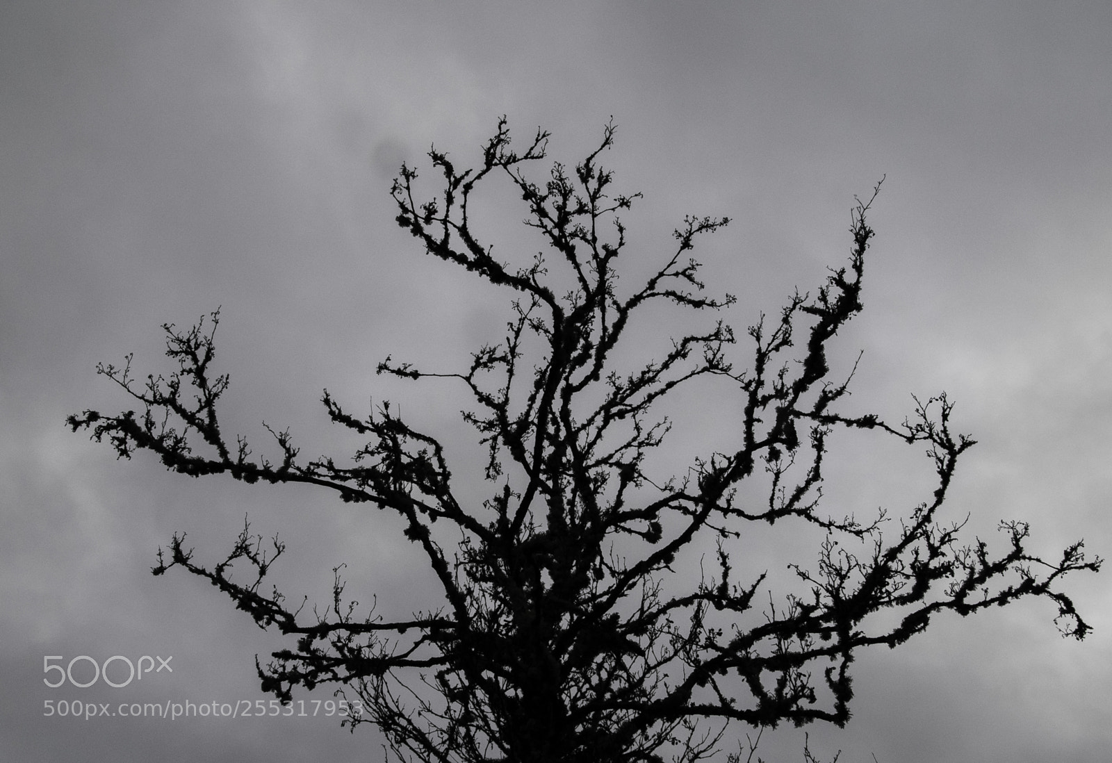 Nikon D5300 sample photo. Nature o photography