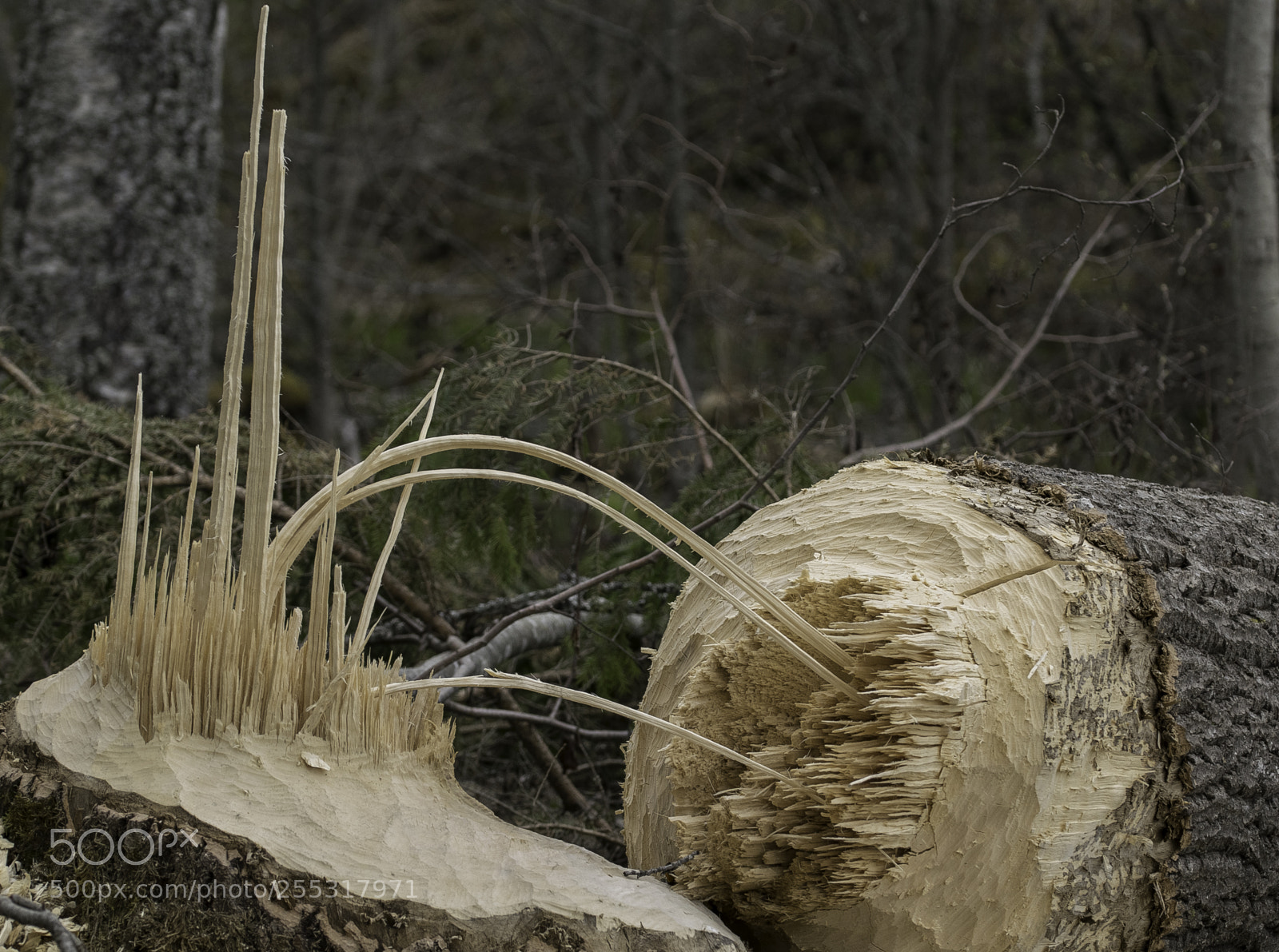 Nikon D5300 sample photo. Nature o photography