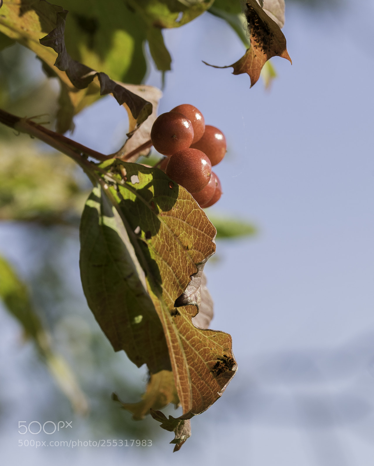 Nikon D5300 sample photo. Nature o photography