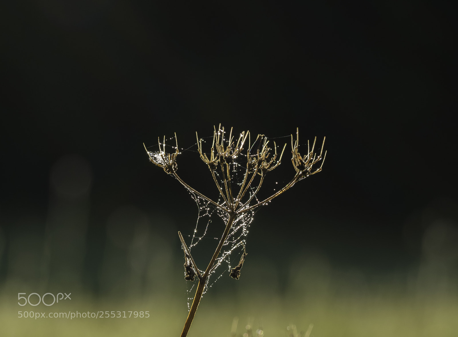 Nikon D5300 sample photo. Nature o photography