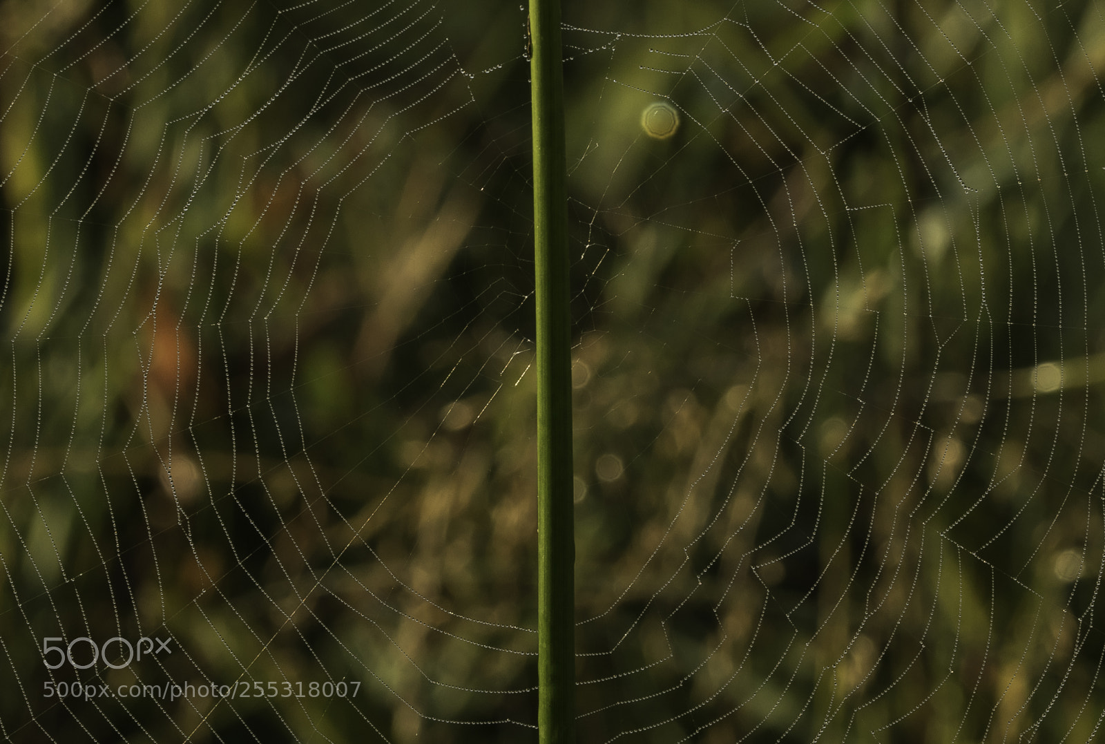Nikon D5300 sample photo. Nature o photography