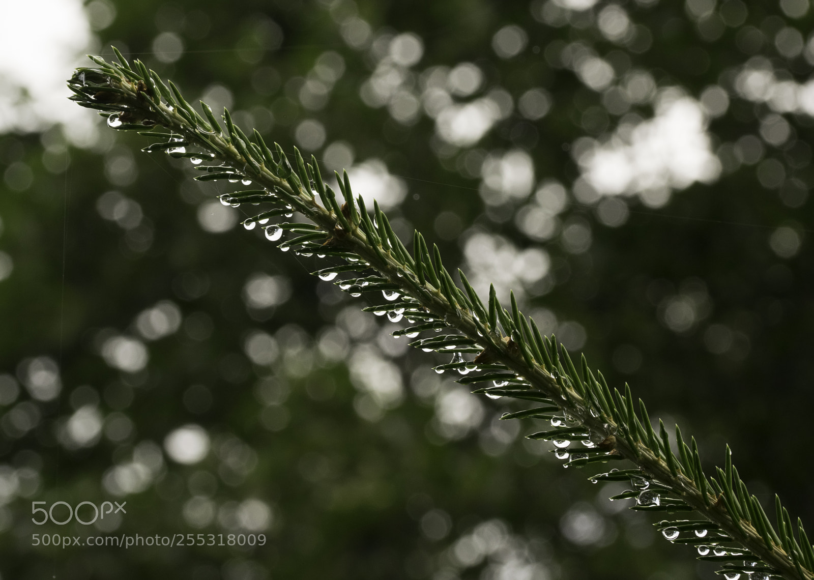 Nikon D5300 sample photo. Nature o photography