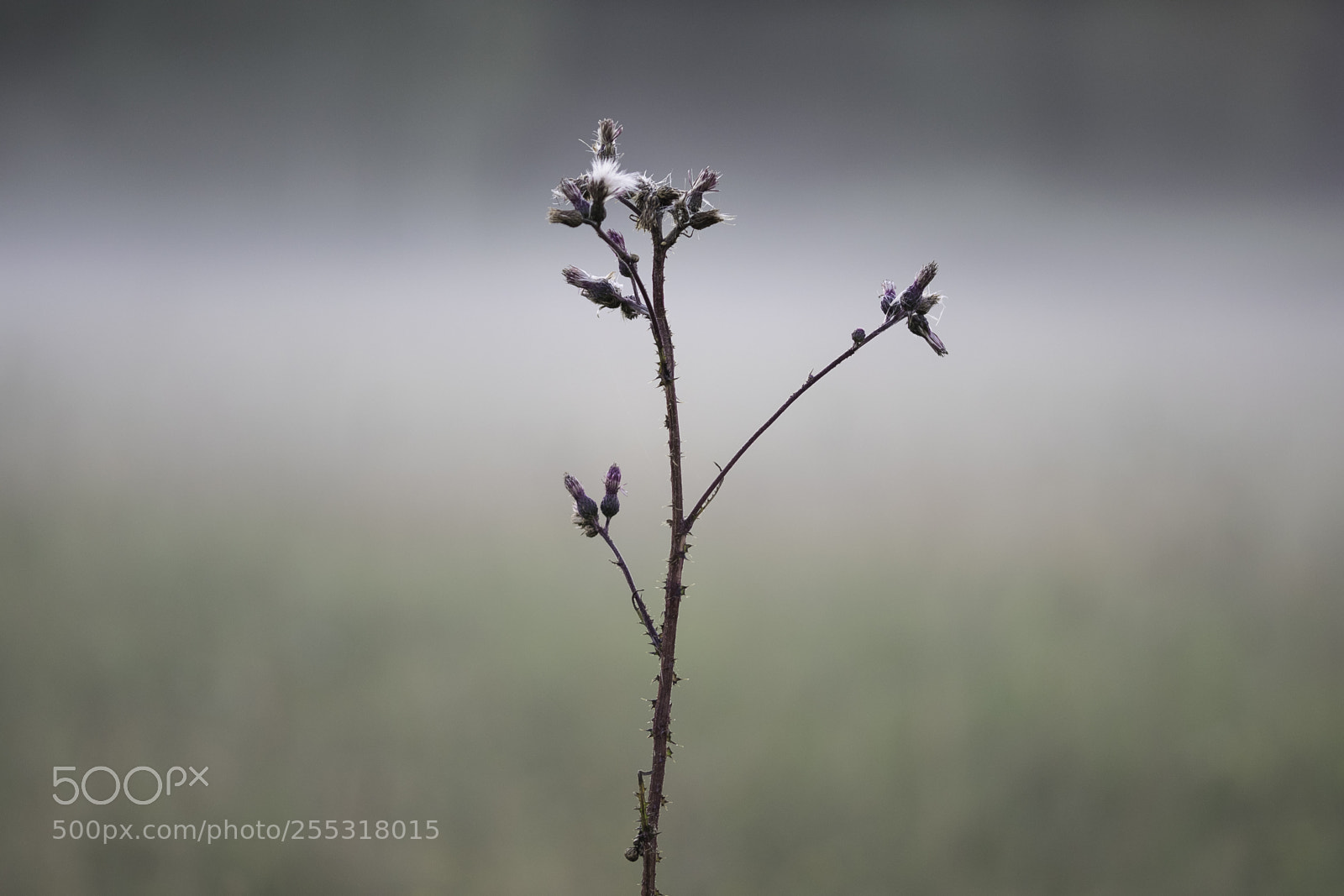 Nikon D5300 sample photo. Nature o photography
