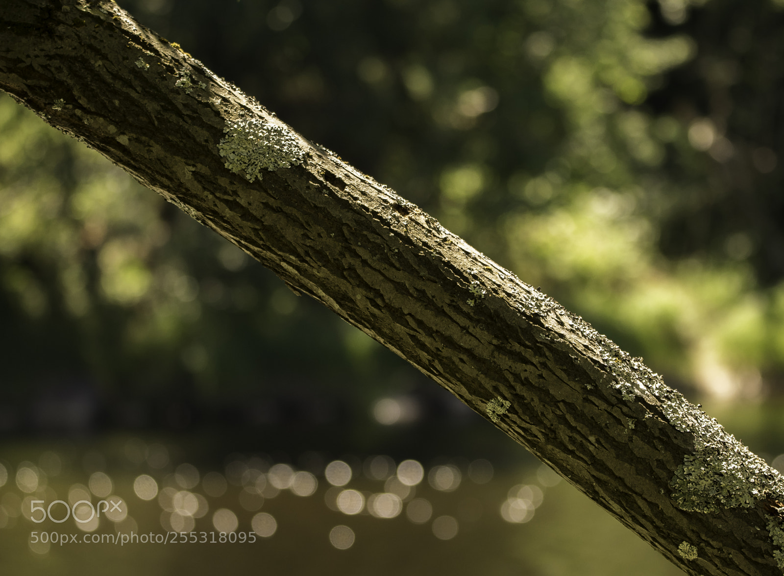 Nikon D5300 sample photo. Nature o photography