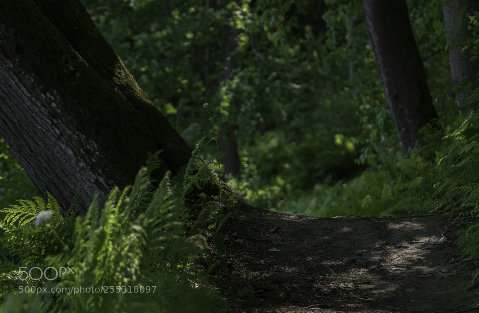Nikon D5300 sample photo. Nature o photography