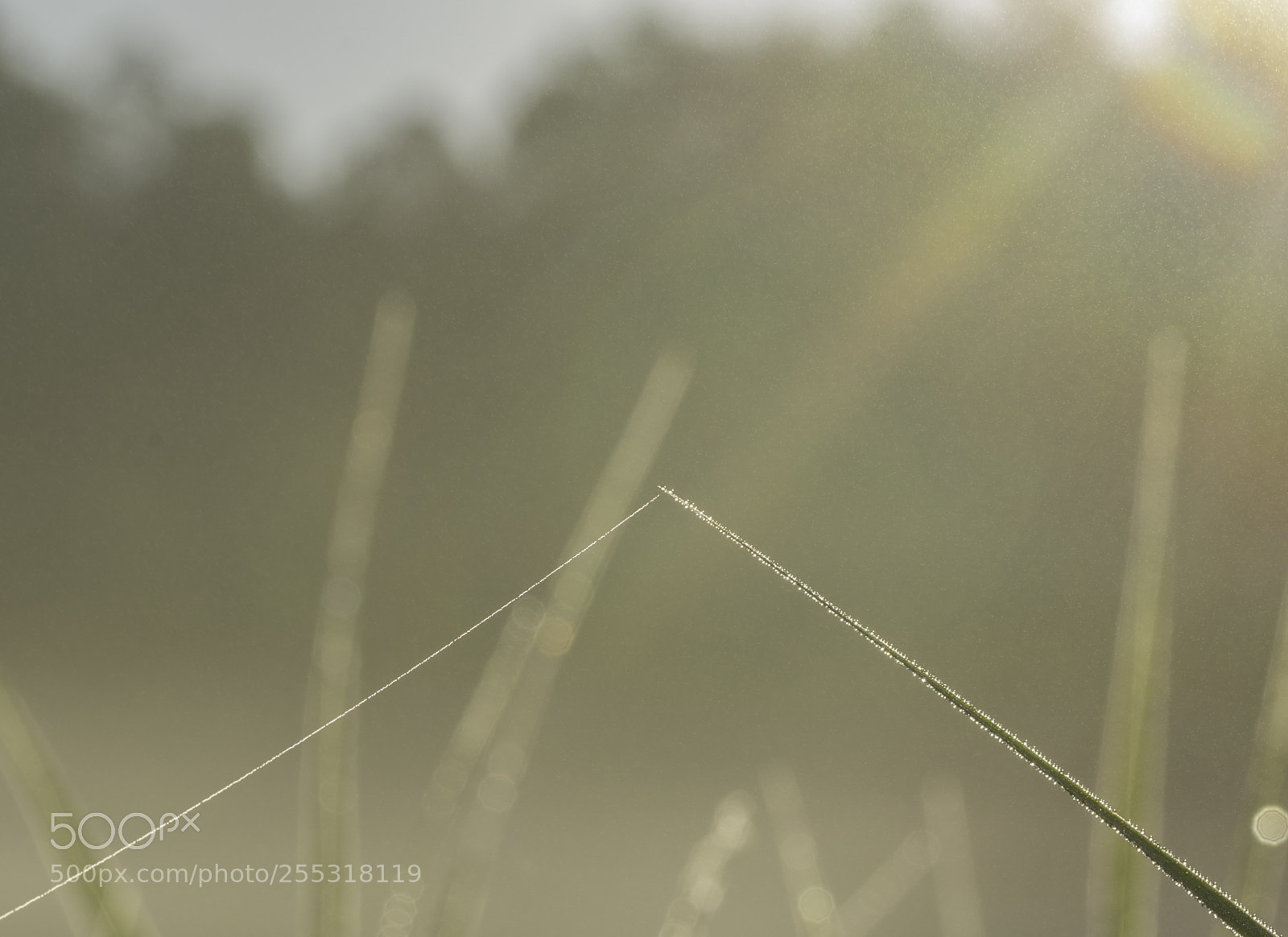 Nikon D5300 sample photo. Nature o photography