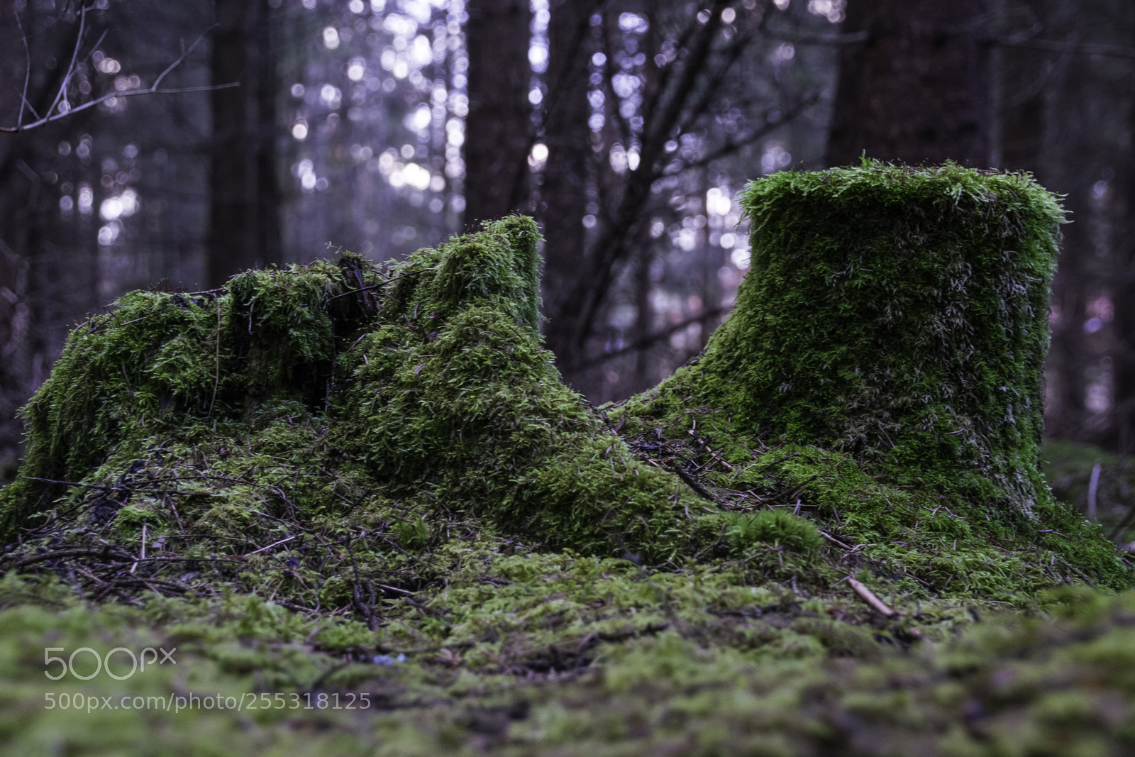 Nikon D5300 sample photo. Nature o photography