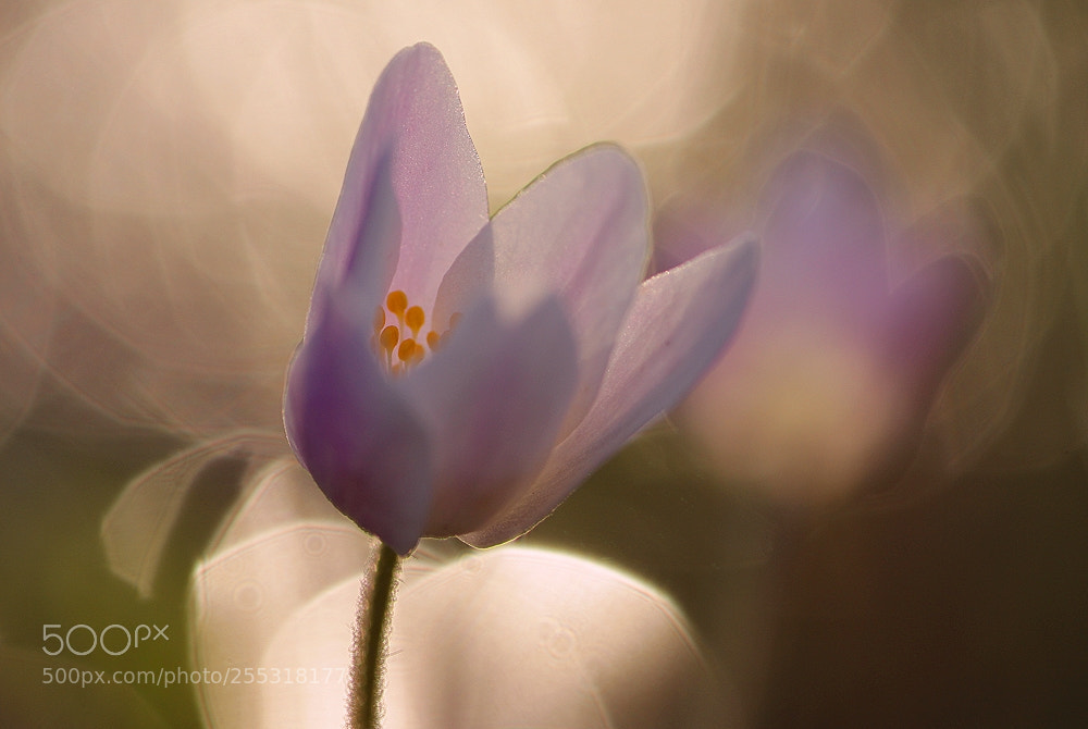 Canon EOS 700D (EOS Rebel T5i / EOS Kiss X7i) sample photo. Lichtvoll photography