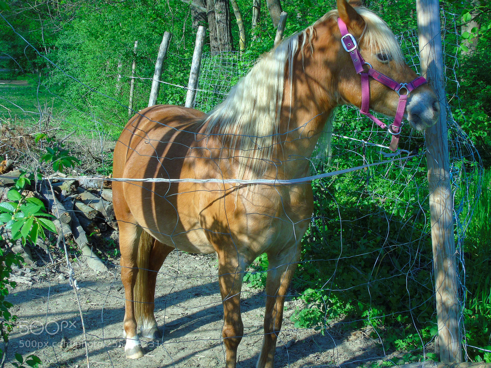 Sony Cyber-shot DSC-H400 sample photo. A nice guest photography