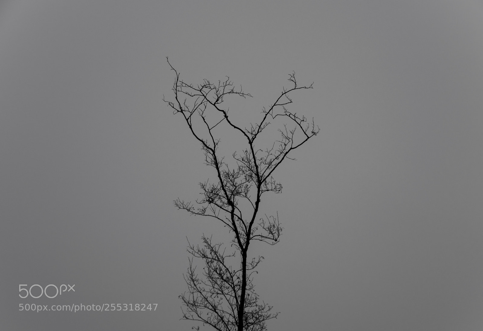 Nikon D5300 sample photo. Nature o photography