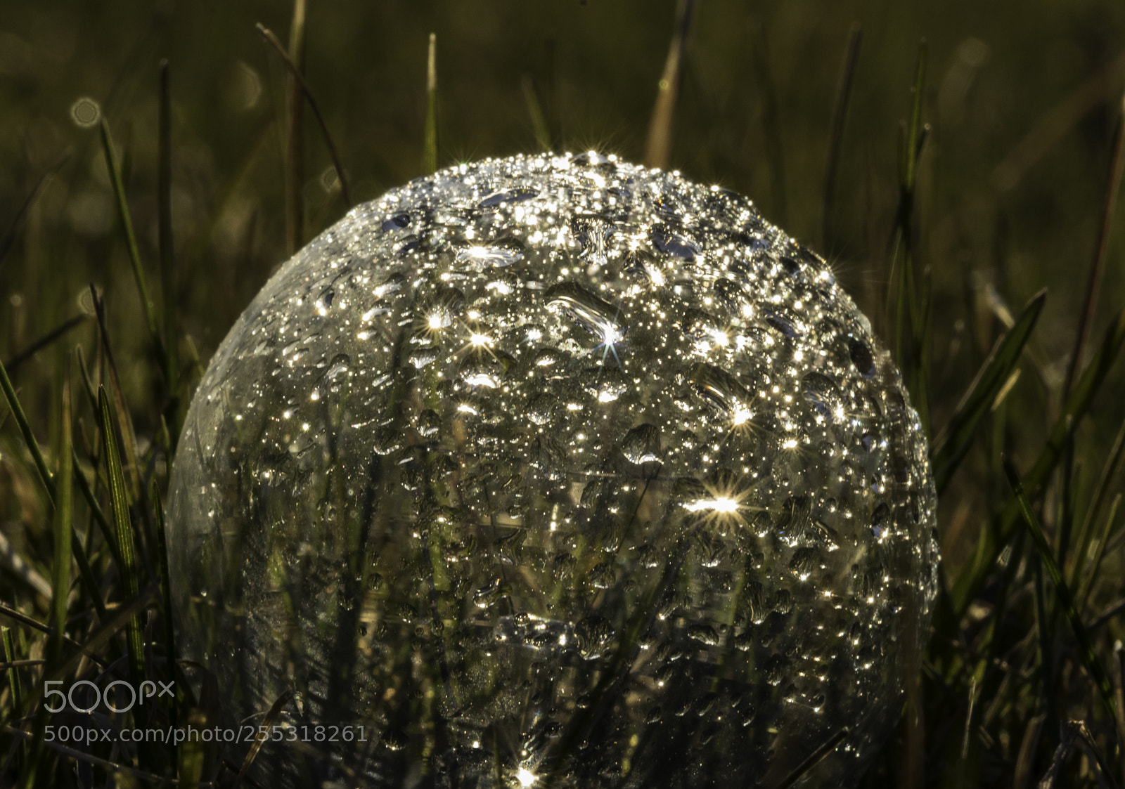 Nikon D5300 sample photo. Nature o photography