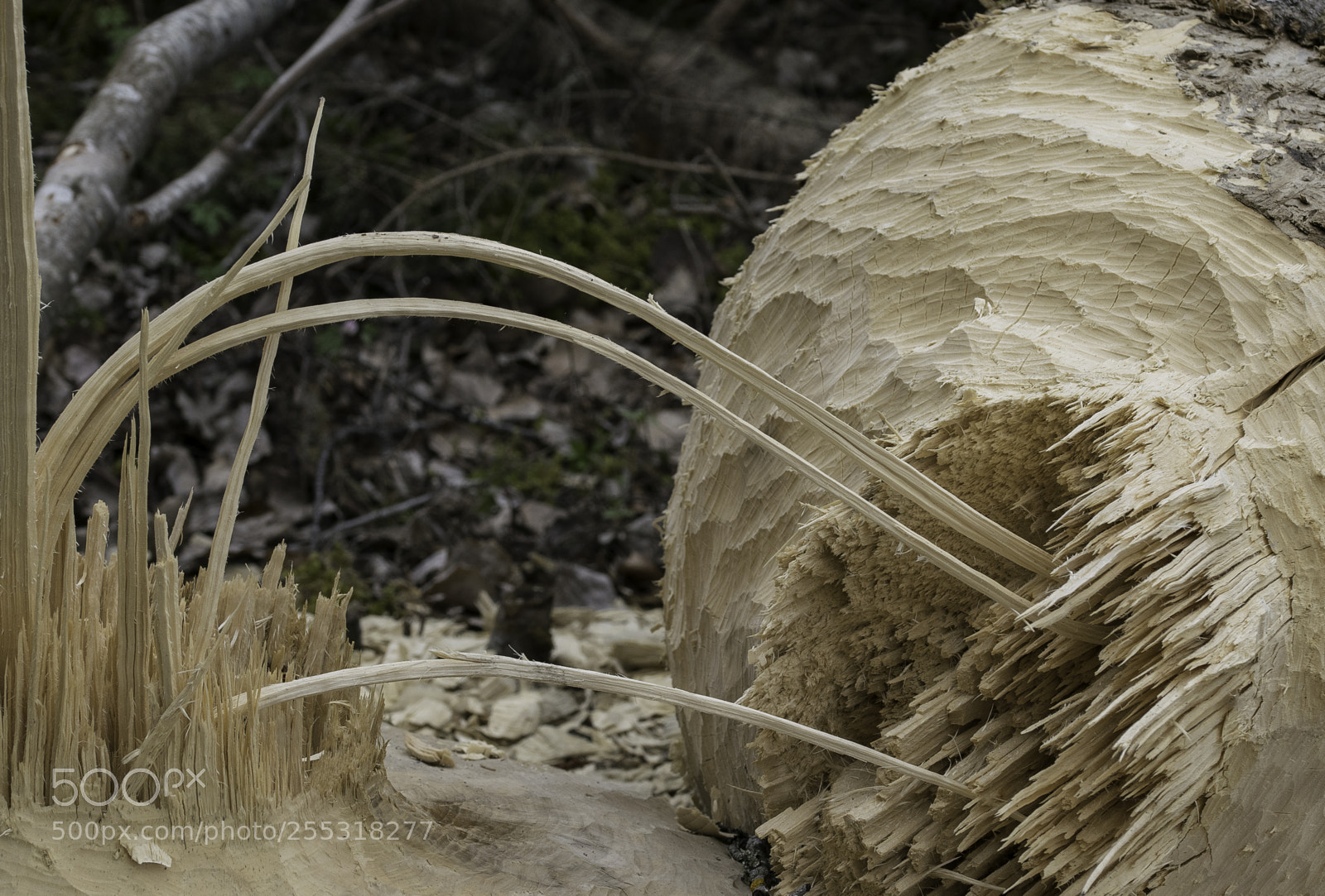Nikon D5300 sample photo. Nature o photography
