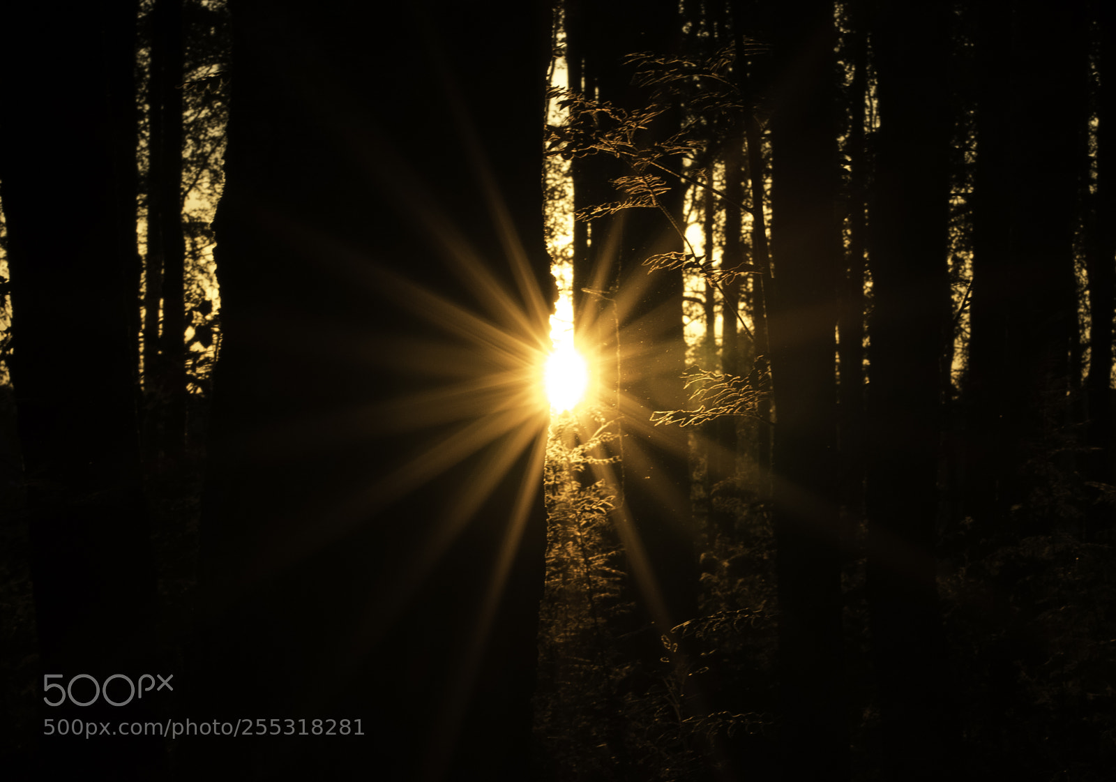 Nikon D5300 sample photo. Nature o photography