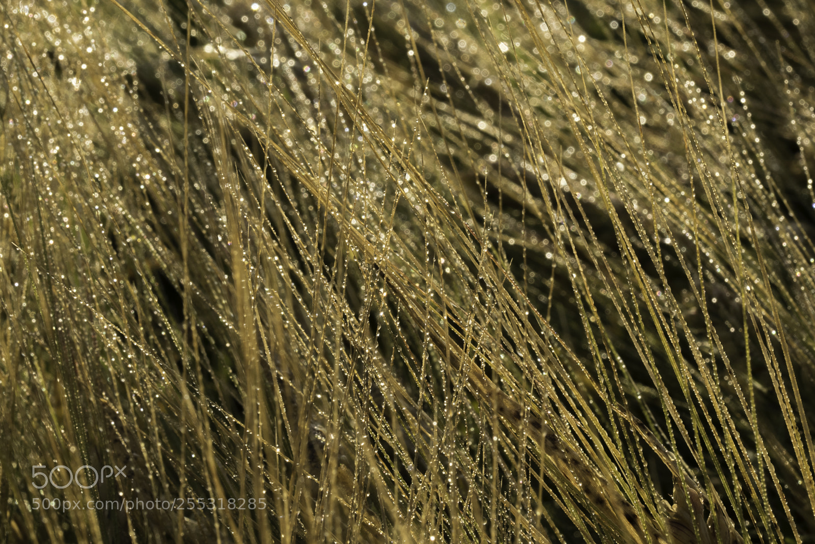 Nikon D5300 sample photo. Nature o photography