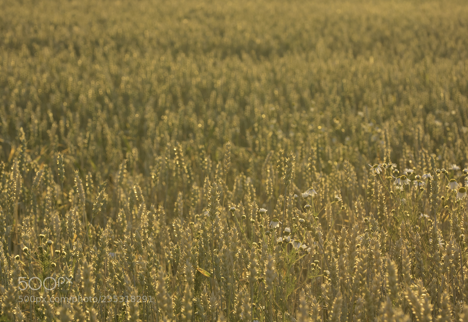 Nikon D5300 sample photo. Nature o photography