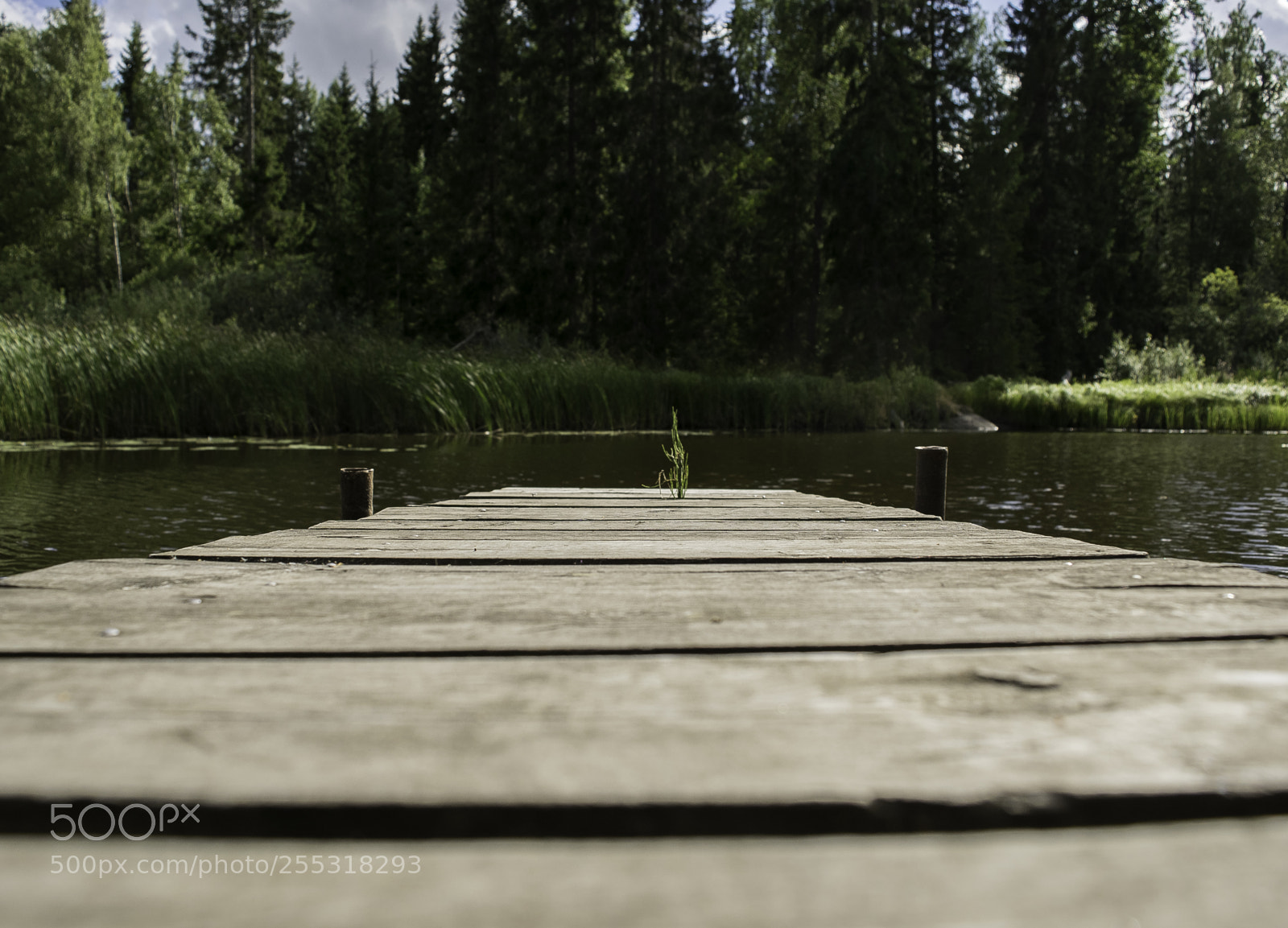 Nikon D5300 sample photo. Nature o photography
