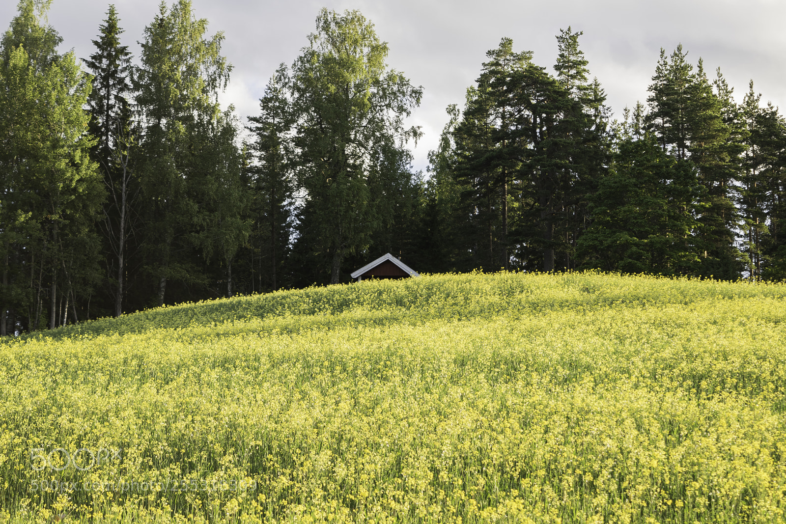 Nikon D5300 sample photo. Nature o photography
