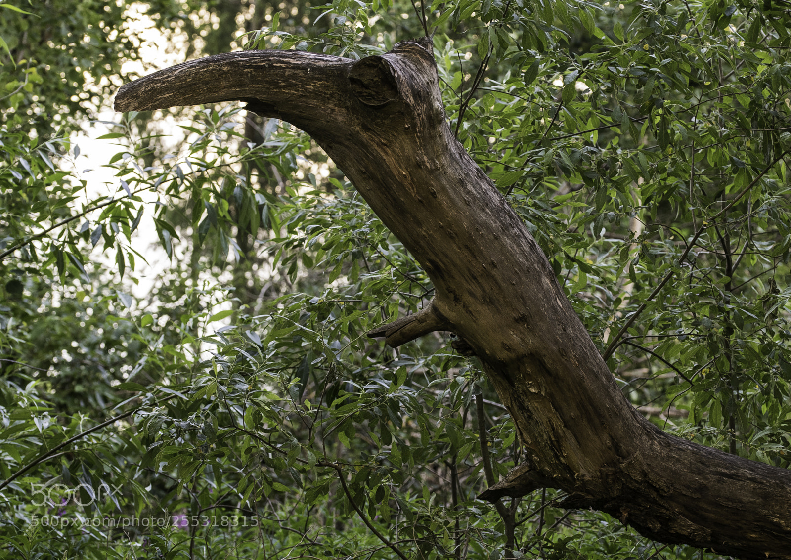 Nikon D5300 sample photo. Nature o photography