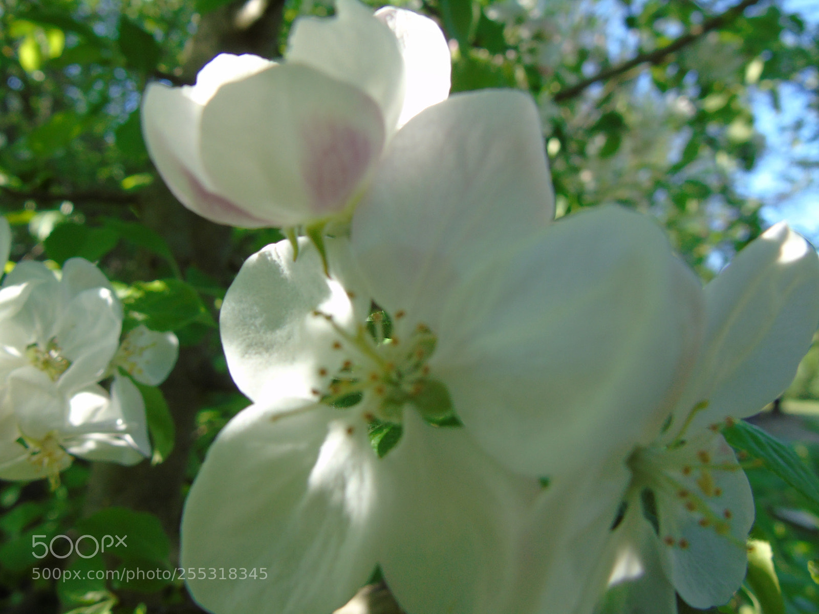 Sony Cyber-shot DSC-H400 sample photo. The awakening of nature photography
