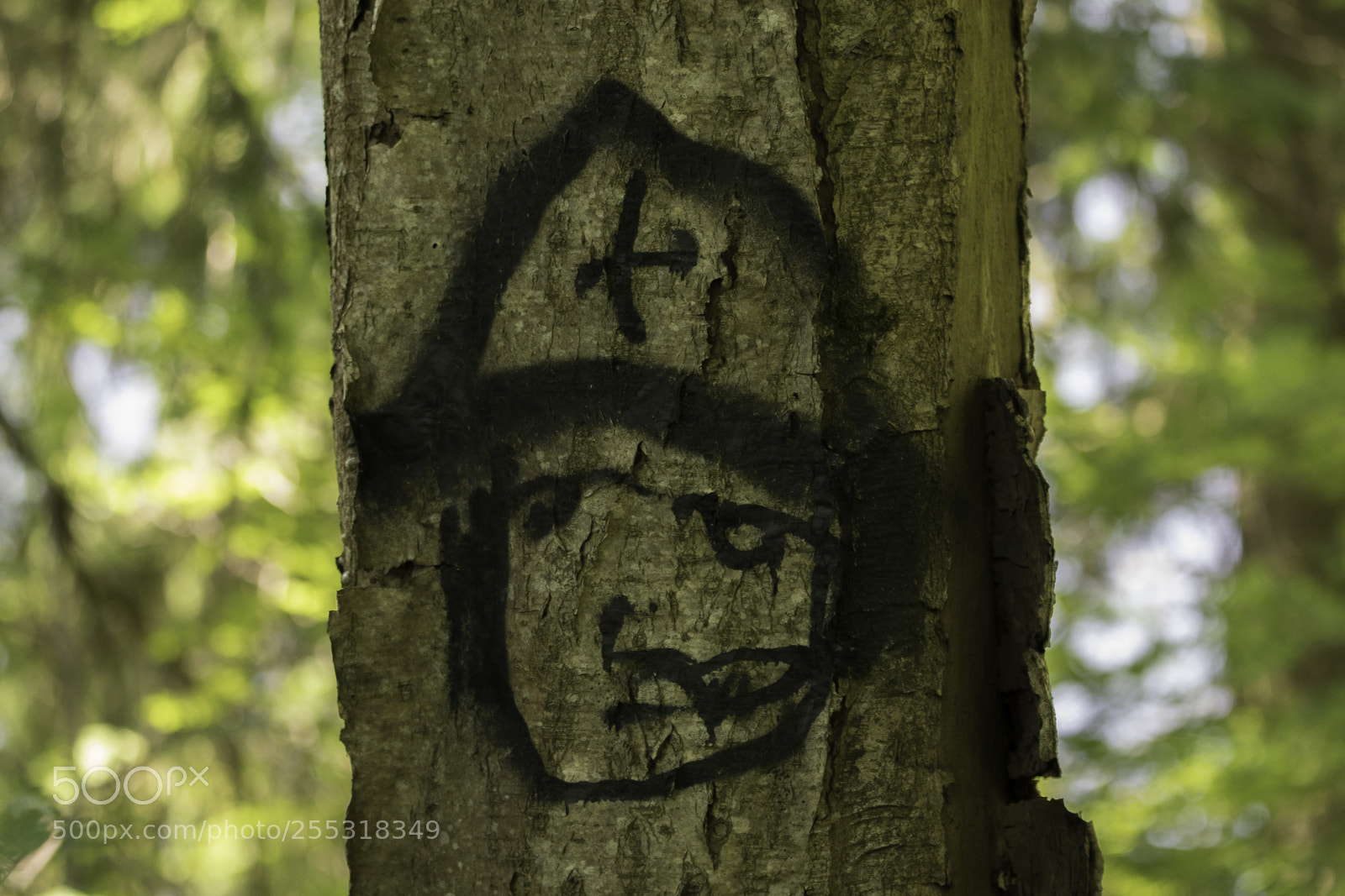 Nikon D5300 sample photo. Nature o photography