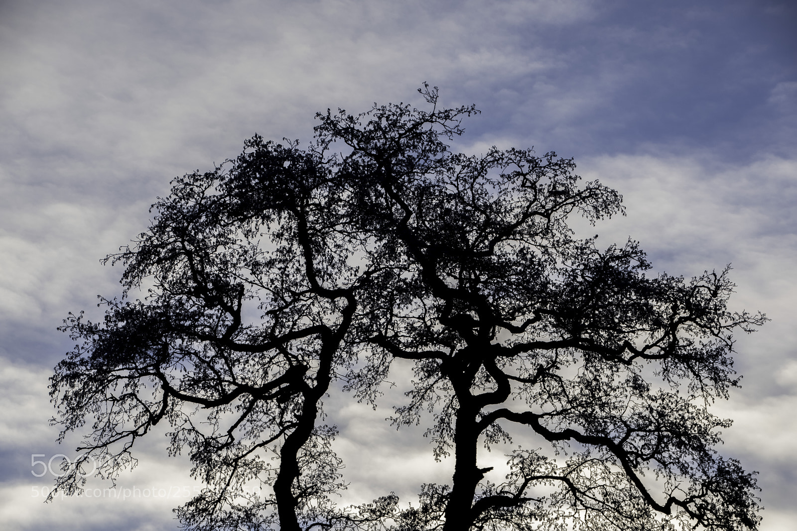 Nikon D5300 sample photo. Nature o photography