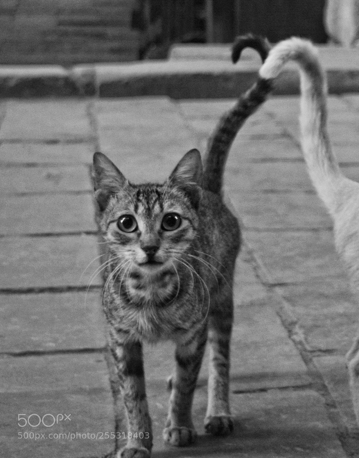Nikon D5200 sample photo. Cat photography
