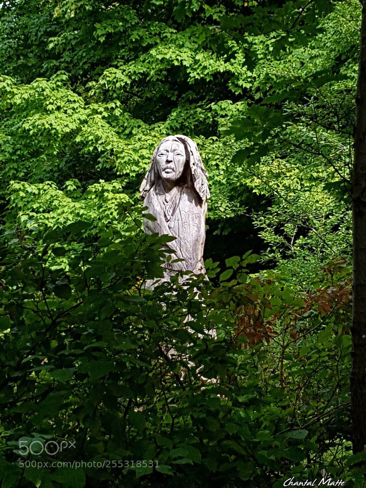 Samsung Galaxy S7 sample photo. Stranger in the forest photography