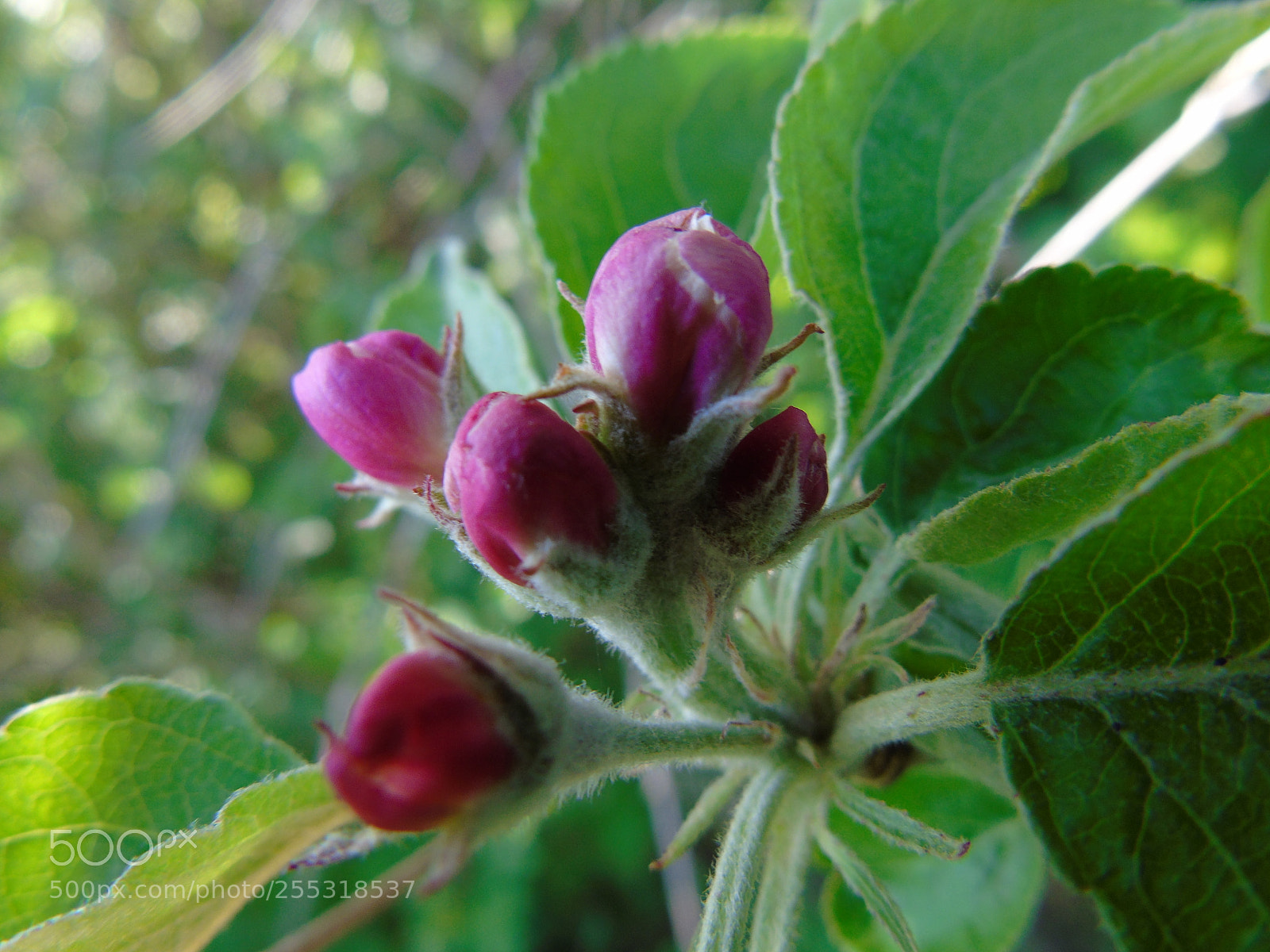 Sony Cyber-shot DSC-H400 sample photo. The awakening of nature photography