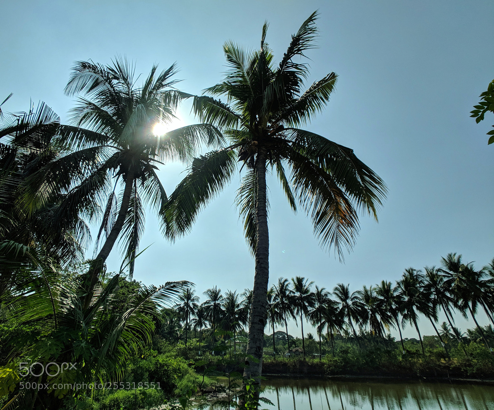 Google Pixel 2 sample photo. Palms in the philippines photography