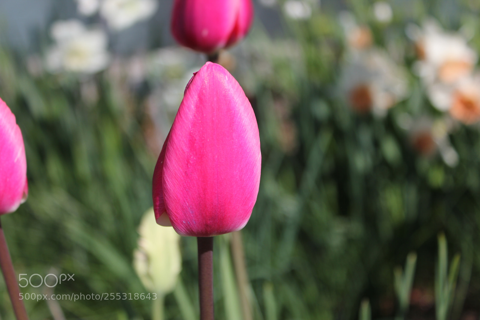Canon EOS 550D (EOS Rebel T2i / EOS Kiss X4) sample photo. Tulips edward's gardens, toronto photography