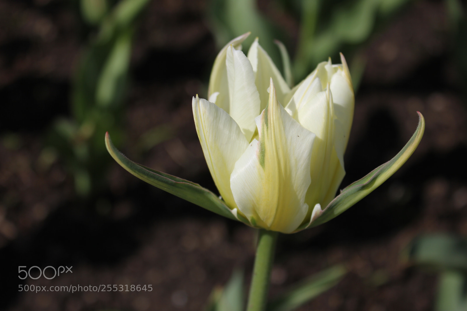 Canon EOS 550D (EOS Rebel T2i / EOS Kiss X4) sample photo. Tulips edward's gardens, toronto photography