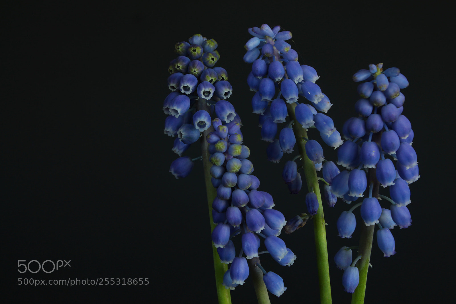 Canon EOS 1300D (EOS Rebel T6 / EOS Kiss X80) sample photo. Grape hyacinth photography