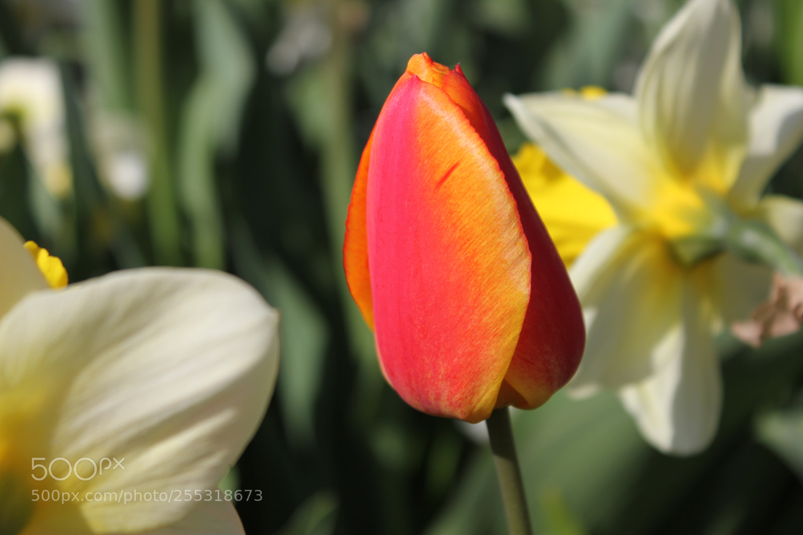 Canon EOS 550D (EOS Rebel T2i / EOS Kiss X4) sample photo. Tulips edward's gardens, toronto photography