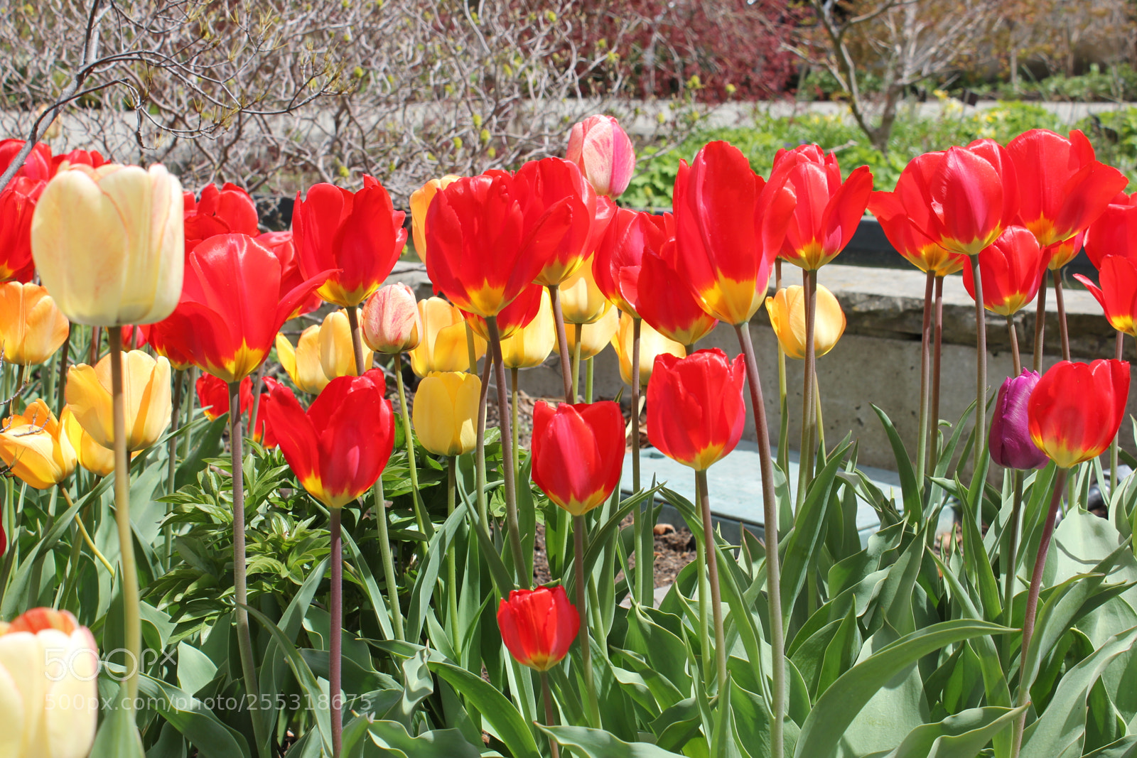Canon EOS 550D (EOS Rebel T2i / EOS Kiss X4) sample photo. Tulips edward's gardens, toronto photography
